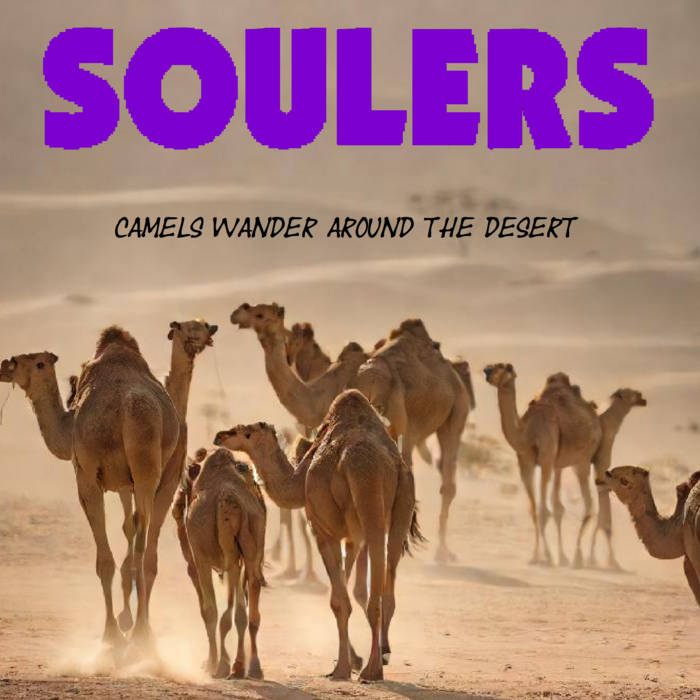 Camels Wander Around the Desert