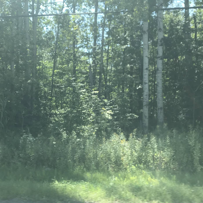 Endless Forest