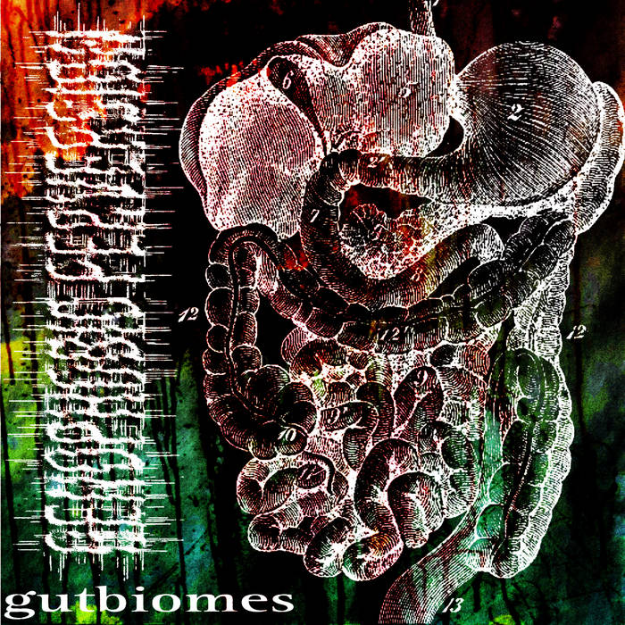 Gutbiomes