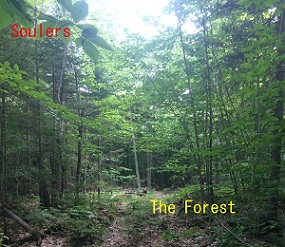 The Forest