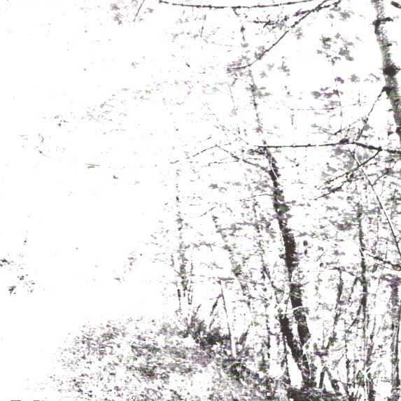 The White